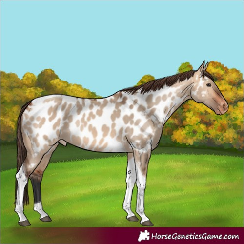 Horse Color:Bay Dun Tobiano Near Leopard 