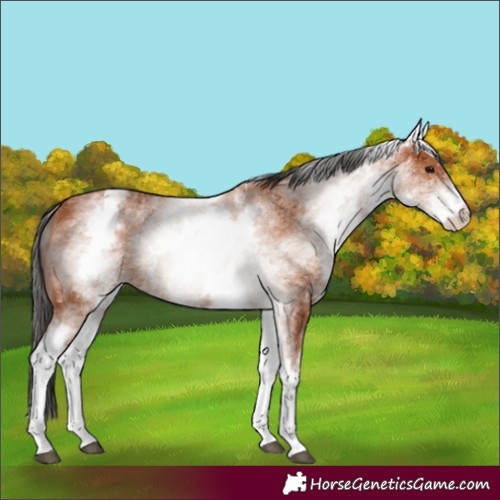 Horse Color:White Spotted Bay 