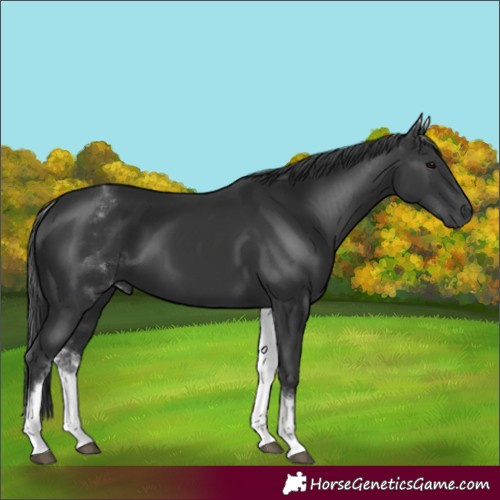 Horse Color:White Spotted Black 