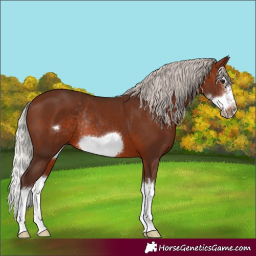 Horse Color:Silver Brown Sabino Splash Frame Rabicano