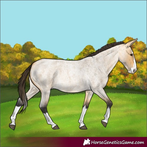 Horse Color:Buckskin Roan Dun Splash