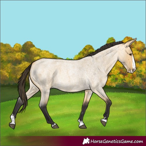 Horse Color:Unknown 