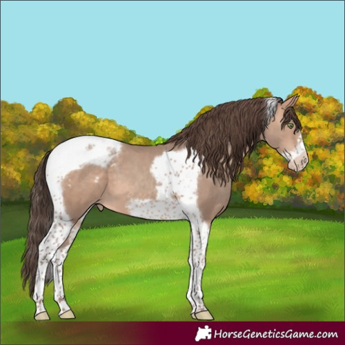 Horse Color:Amber Champagne Tobiano Frame Varnish