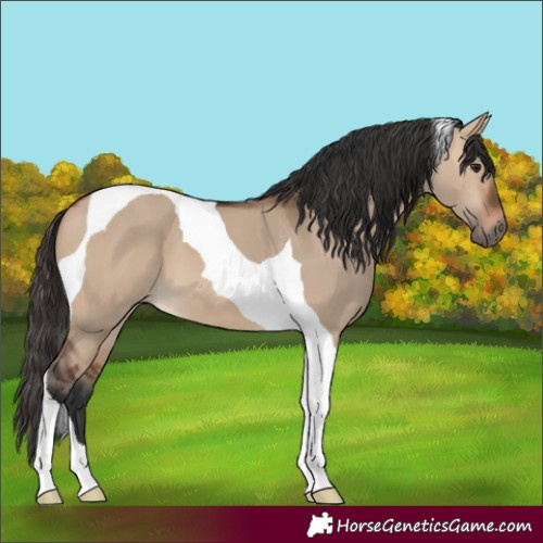 Horse Color:Bay Dun Tobiano