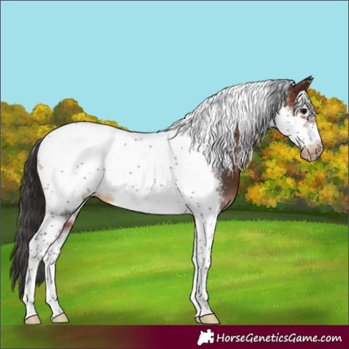 Horse Color:Brown Tobiano Frame Snowflake Varnish