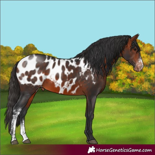 Horse Color:Bay Sabino Blanket 