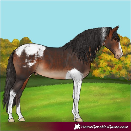 Horse Color:Bay Tobiano Varnish 