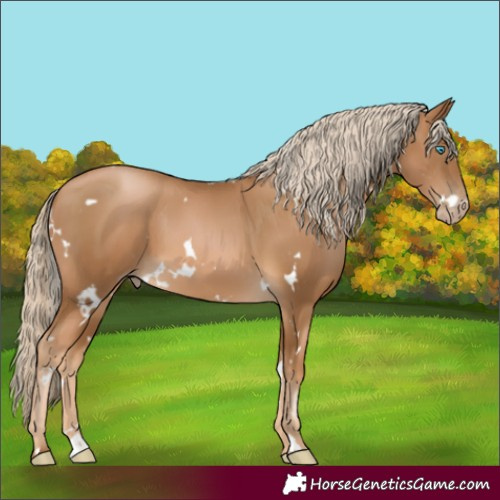 Horse Color:Gray White Spotted Palomino Pearl 