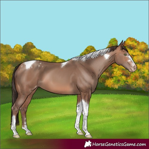Horse Color:Sable Champagne Tobiano Varnish 