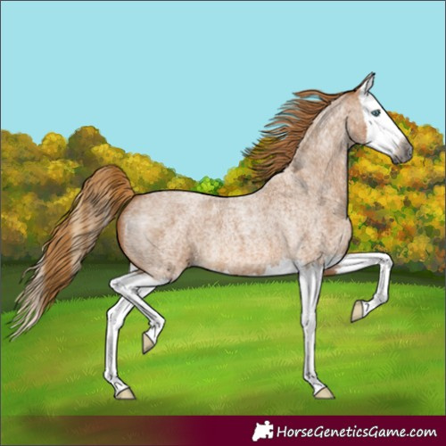 Horse Color:Gray Red Roan Splash 