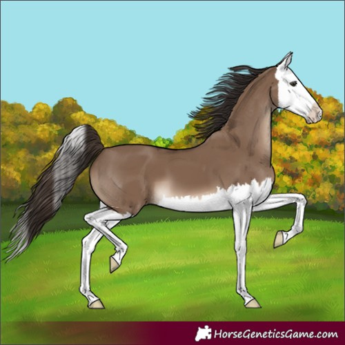 Horse Color:Liver Red Dun Splash 