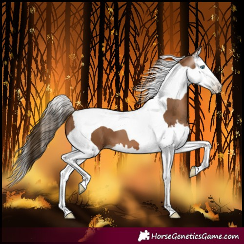 Horse Color:Gray Bay Pearl Splash Tobiano 