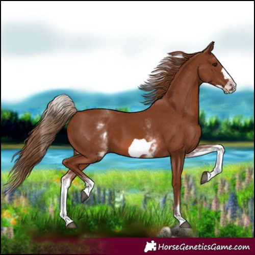 Horse Color:White Spotted Chestnut Frame 