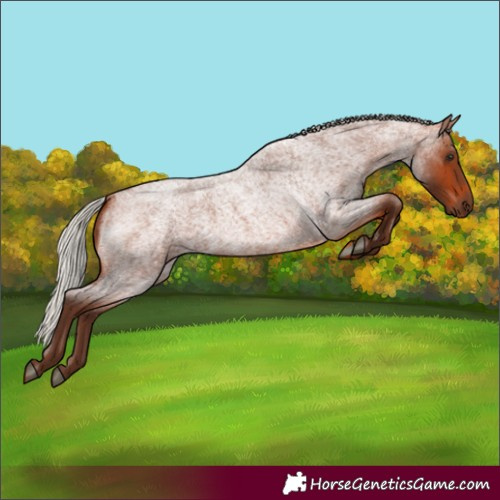 Horse Color:Silver Bay Roan