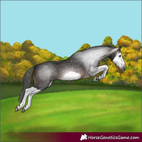Horse Color:Gray Bay Splash Frame 