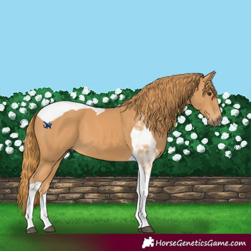 Horse Color:Chestnut Tobiano