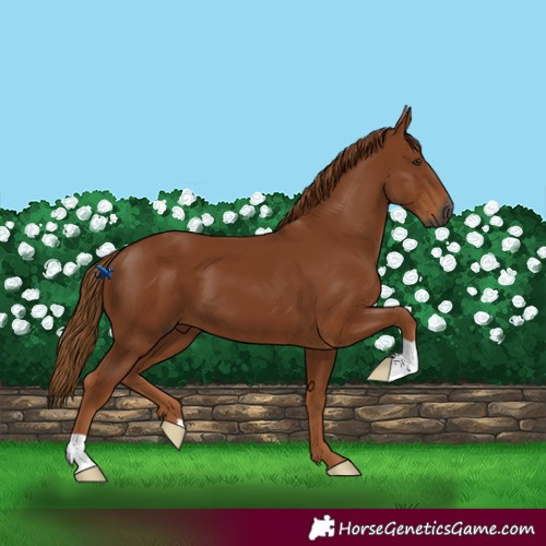 Horse Color:Gray Chestnut 