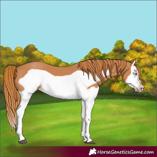 Horse Color:Chestnut Splash Frame 