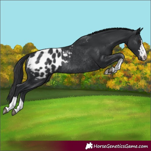 Horse Color:Black Blanket Rabicano 