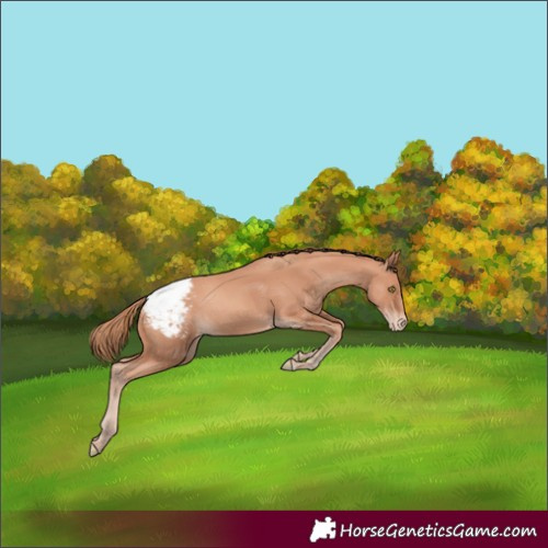 Horse Color:Gold Champagne Snowcap