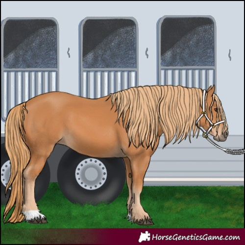 Horse Color:Unknown 