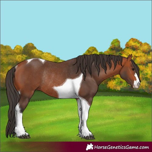 Horse Color:Bay Tobiano Rabicano