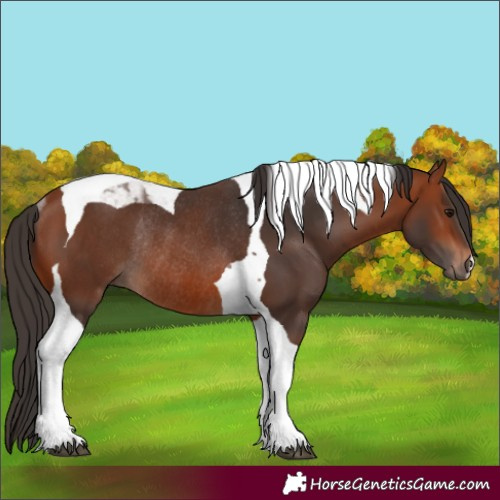 Horse Color:Bay Tobiano Rabicano 