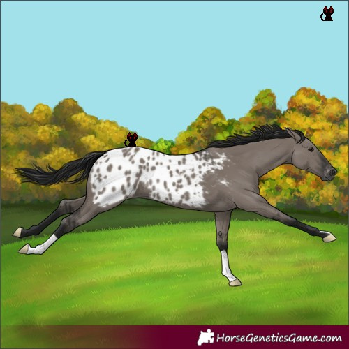Horse Color:Gray Grullo Blanket