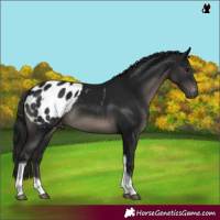 Horse Color:Gray Black Tobiano Blanket