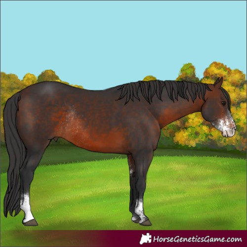 Horse Color:Brown Sabino Rabicano 
