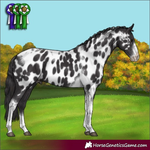 Horse Color:Smoky Black Tobiano Frame Near Leopard