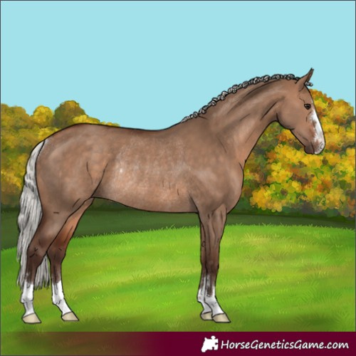 Horse Color:Silver Brown Dun Rabicano