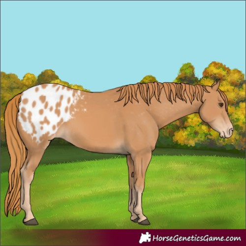 Horse Color:Chestnut Blanket