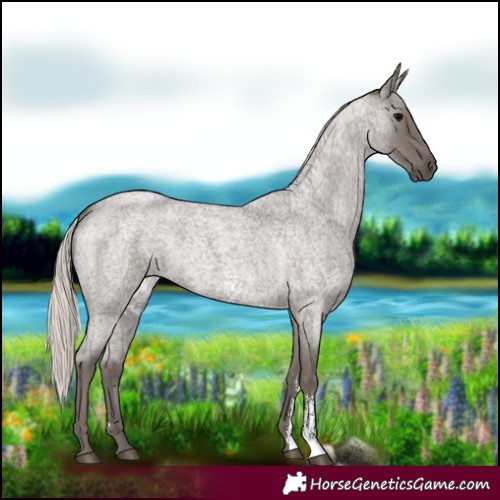 Horse Color:Silver Blue Roan Sabino