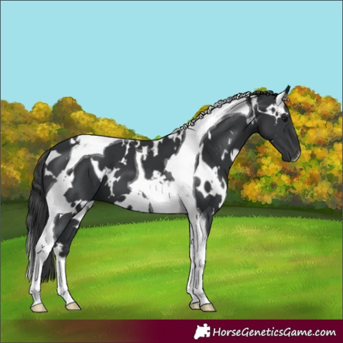 Horse Color:White Spotted Black Tobiano