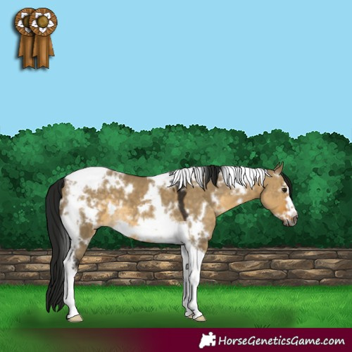 Horse Color:Gray White Spotted Buckskin Dun Tobiano Frame Varnish