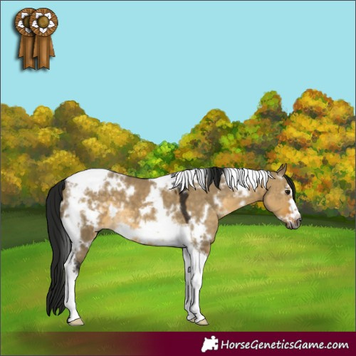 Horse Color:Gray White Spotted Buckskin Dun Tobiano Frame Varnish 