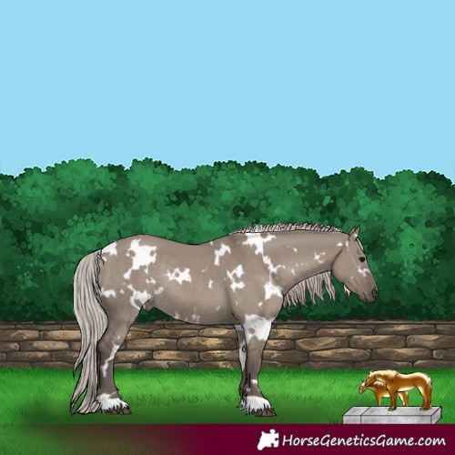 Horse Color:White Spotted Silver Grullo Rabicano