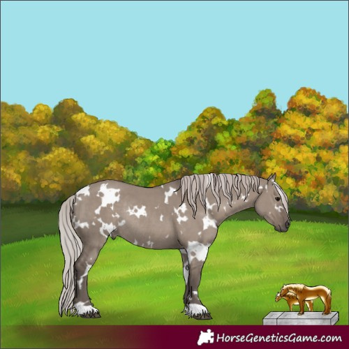 Horse Color:White Spotted Silver Grullo Rabicano 