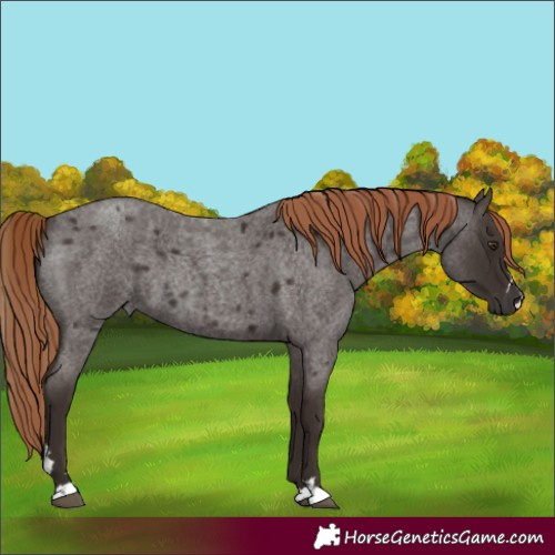 Horse Color:Liver Red Roan