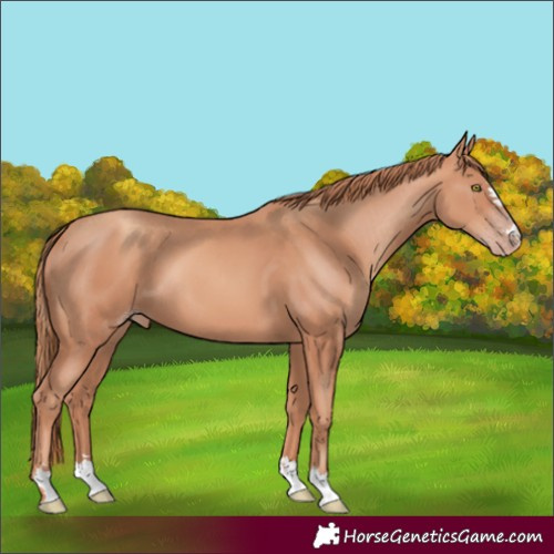 Horse Color:Gold Champagne