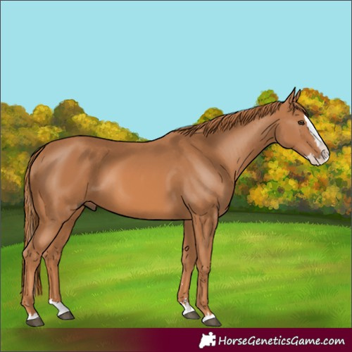 Horse Color:Chestnut Splash 
