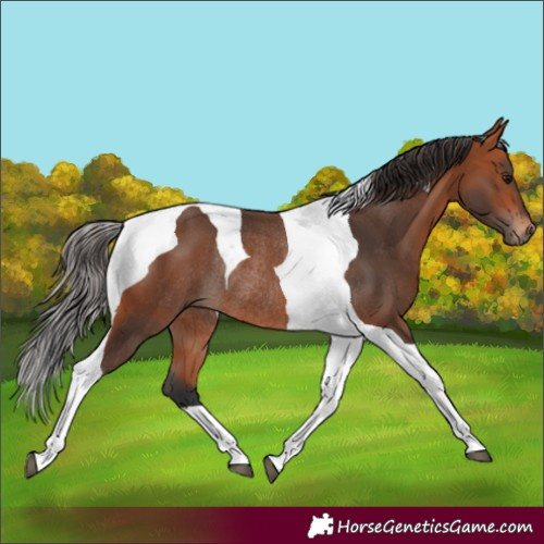 Horse Color:Bay Tobiano Rabicano 