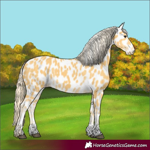 Horse Color:Unknown 