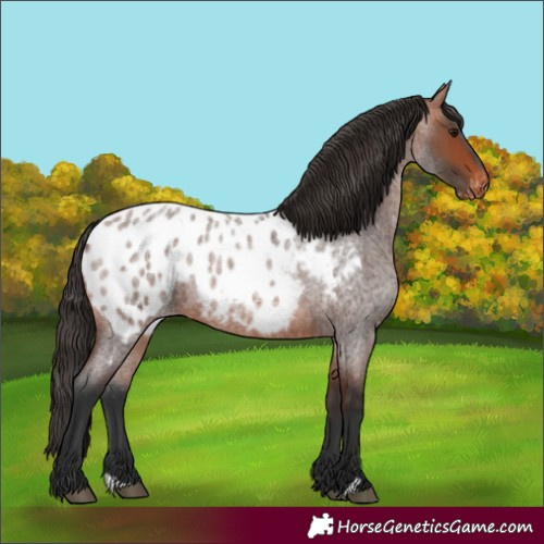 Horse Color:Bay Roan Near Leopard