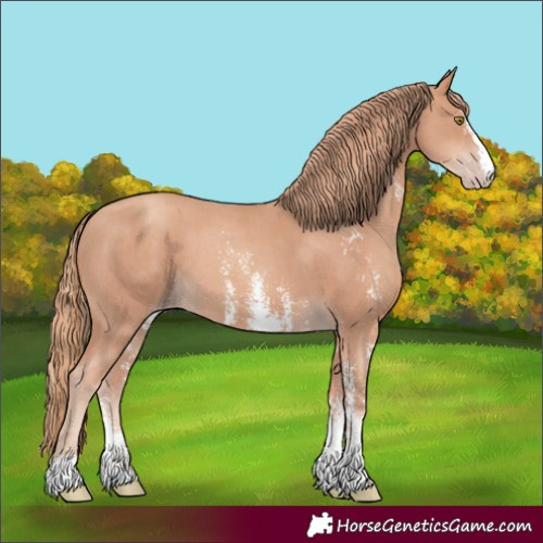 Horse Color:Unknown 