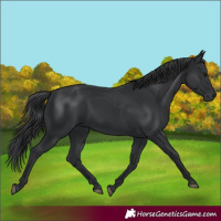 Horse Color:Black Rabicano 