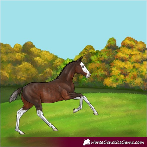 Horse Color:Liver Chestnut Splash Rabicano 