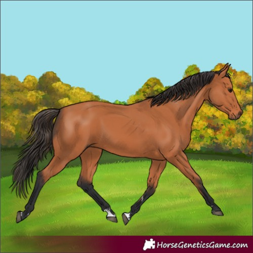 Horse Color:Bay Rabicano