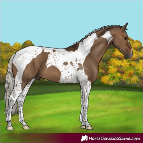 Horse Color:Gray Silver Bay Dun Tobiano